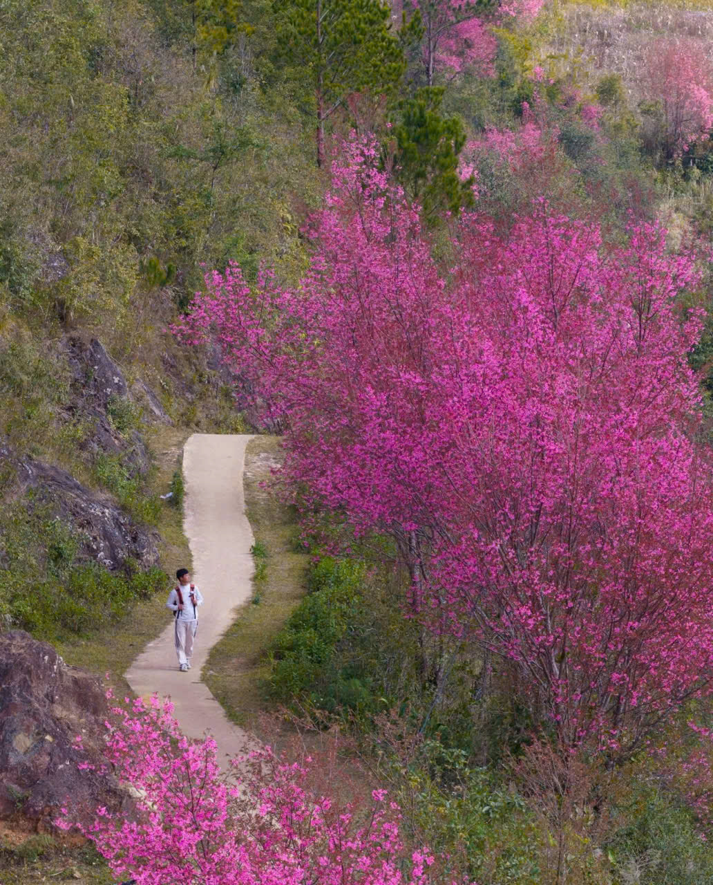 Hoa Tớ Dày