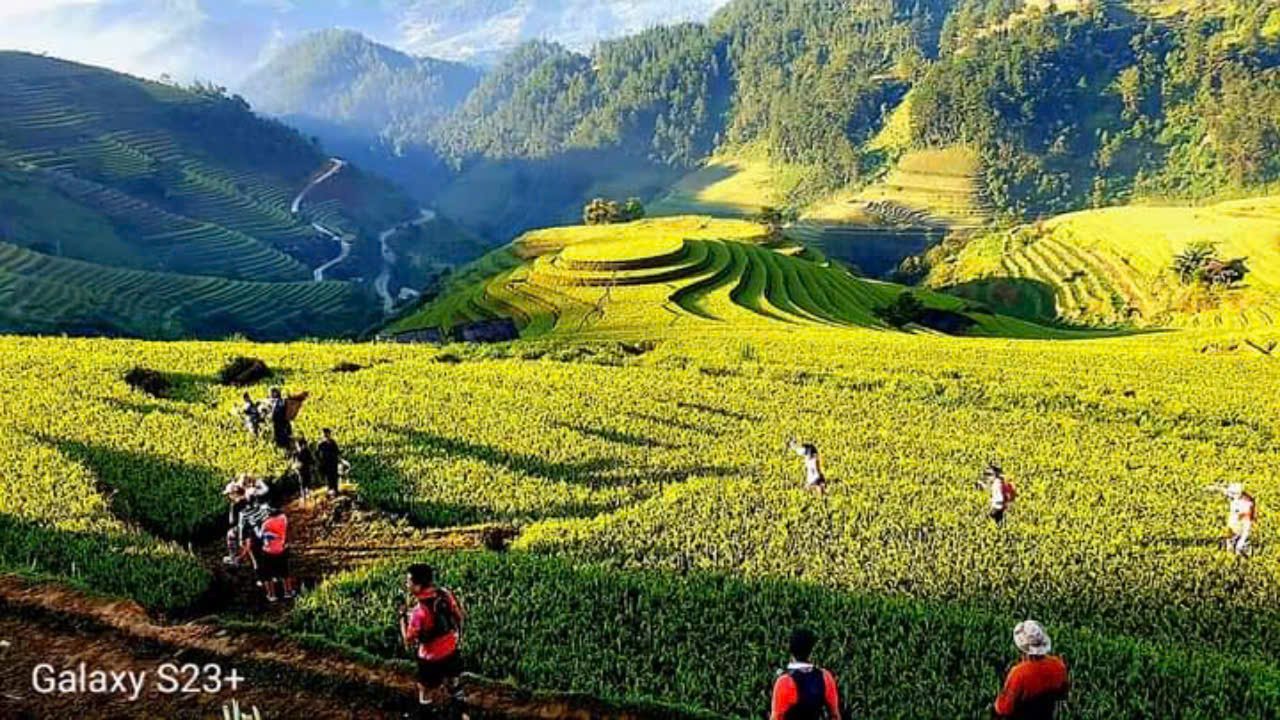 Ruộng bậc thang mùa vàng