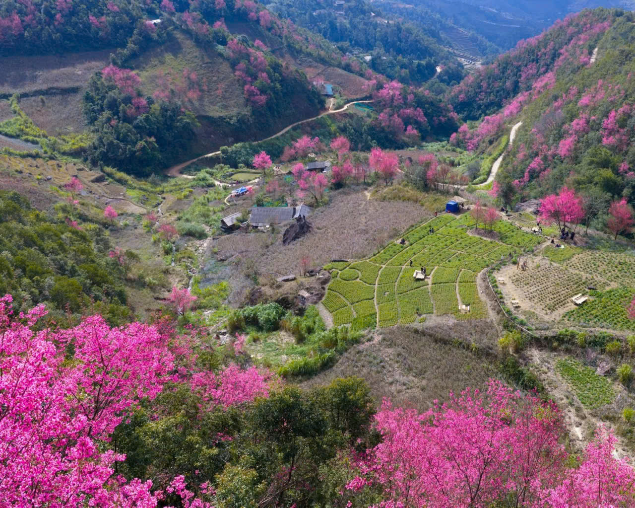 Tour Mùa Hoa Tớ Dày 2N1Đ