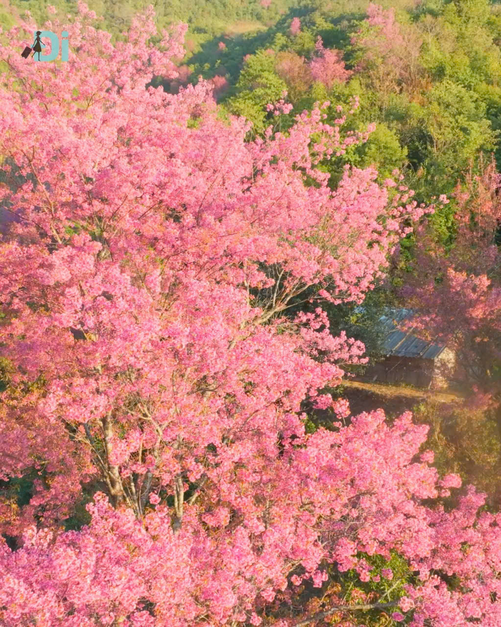 Hoa Tớ Dày