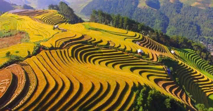 Mùa vàng